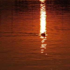 亚洲蝌蚪九色91
